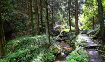 立新原始森林景区(西藏自治区日喀则聂拉木县旅游)