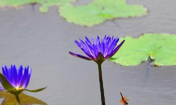 草原生态旅游景区(西藏自治区那曲市双湖县旅游)