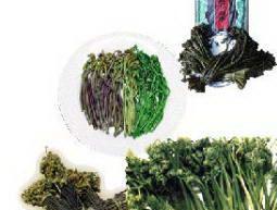 黑水蕨菜