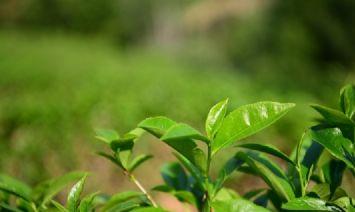 开阳富硒茶(贵州省贵阳开阳县特产美食)