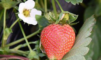 玉麟草莓