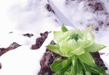 西藏雪莲花(西藏山南扎囊县特产美食)