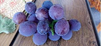马陆葡萄哪个品种最好吃
