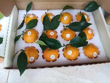 象山柑橘类哪几个品种最好吃