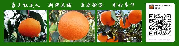 象山红美人柑橘多少钱一斤