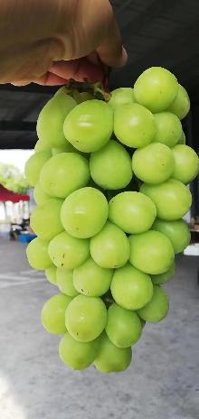 阳光玫瑰葡萄