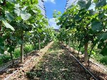 马陆葡萄哪里买得到正宗