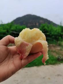 阳山湖景桃好还是白凤桃好
