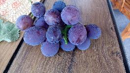 嘉定马陆葡萄什么时候能上市