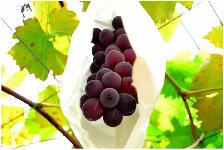 马陆葡萄有多少品种