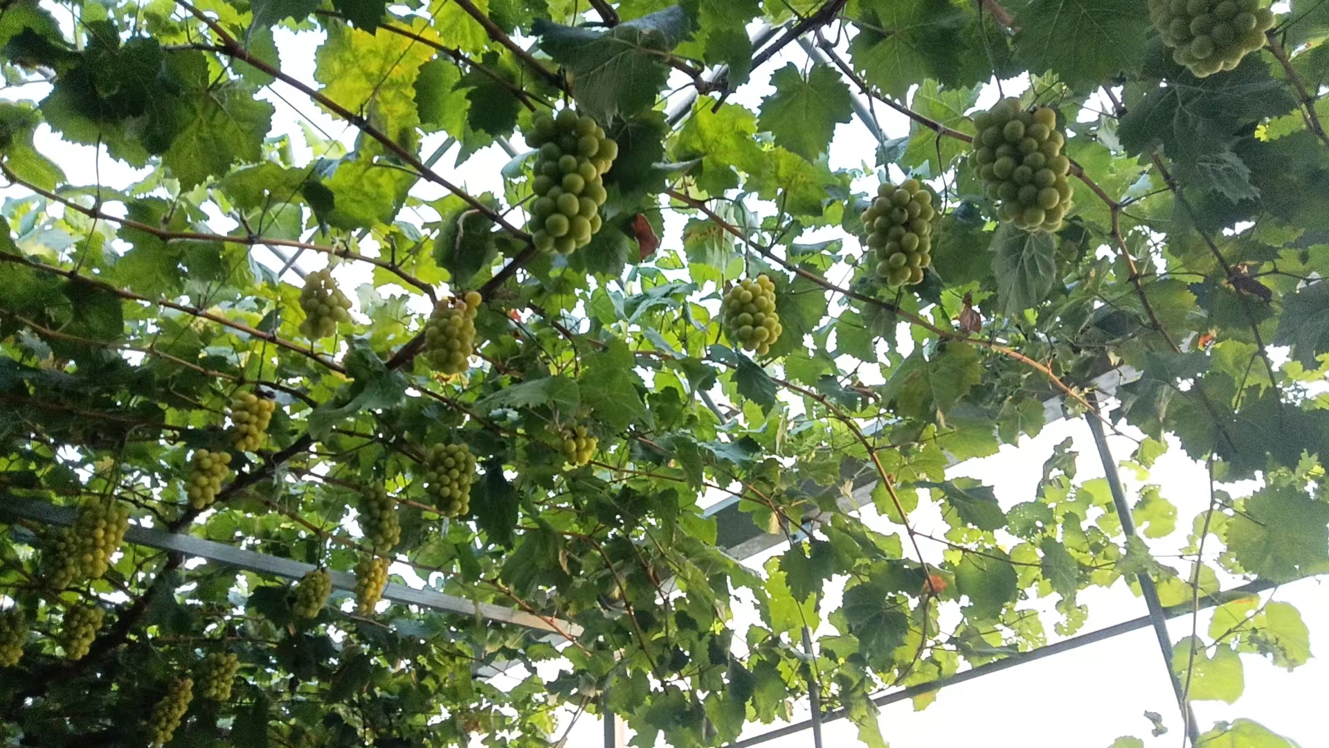 马陆夏黑葡萄成熟上市时间