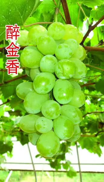 马陆醉金香葡萄几月份成熟