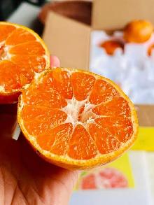 涌泉蜜桔什么时候上市几月份最甜最好吃