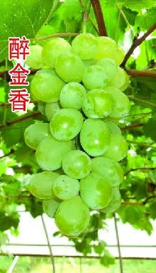 马陆醉金香葡萄几月份成熟