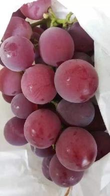 上海巨峰葡萄产地在哪