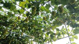 马陆葡萄采摘园哪家好一点呢