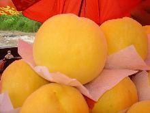 奉賢黃桃網(wǎng)