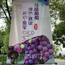 马陆葡萄为什么这么甜