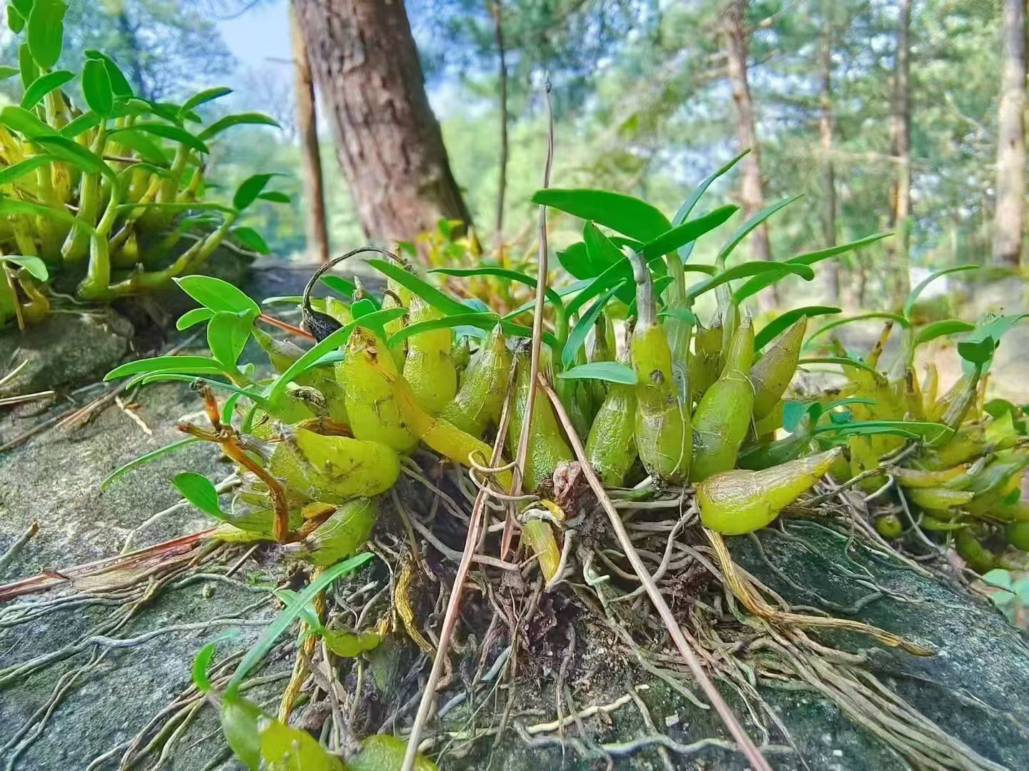 霍山石斛网开通