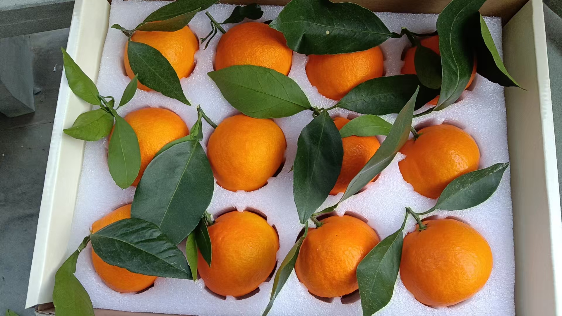 象山红美人批发代办