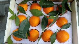 象山红美人批发代办