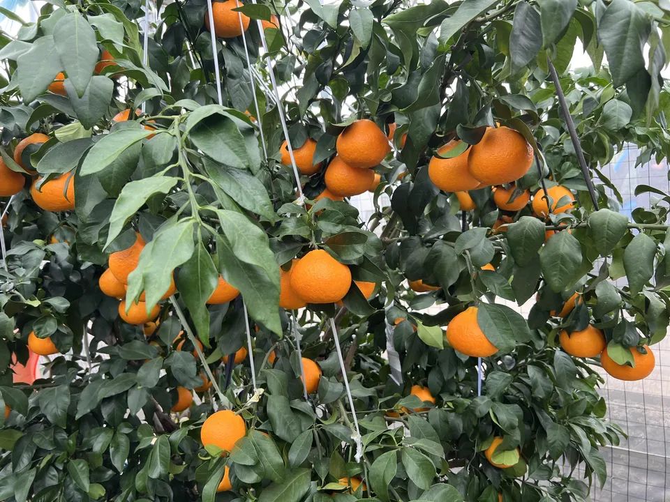 2023年第七届象山柑橘节11月16开幕